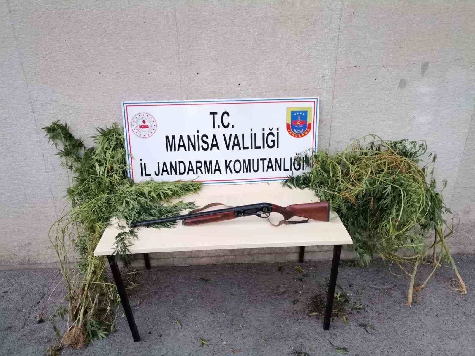 Manisa’da kenevir operasyonu