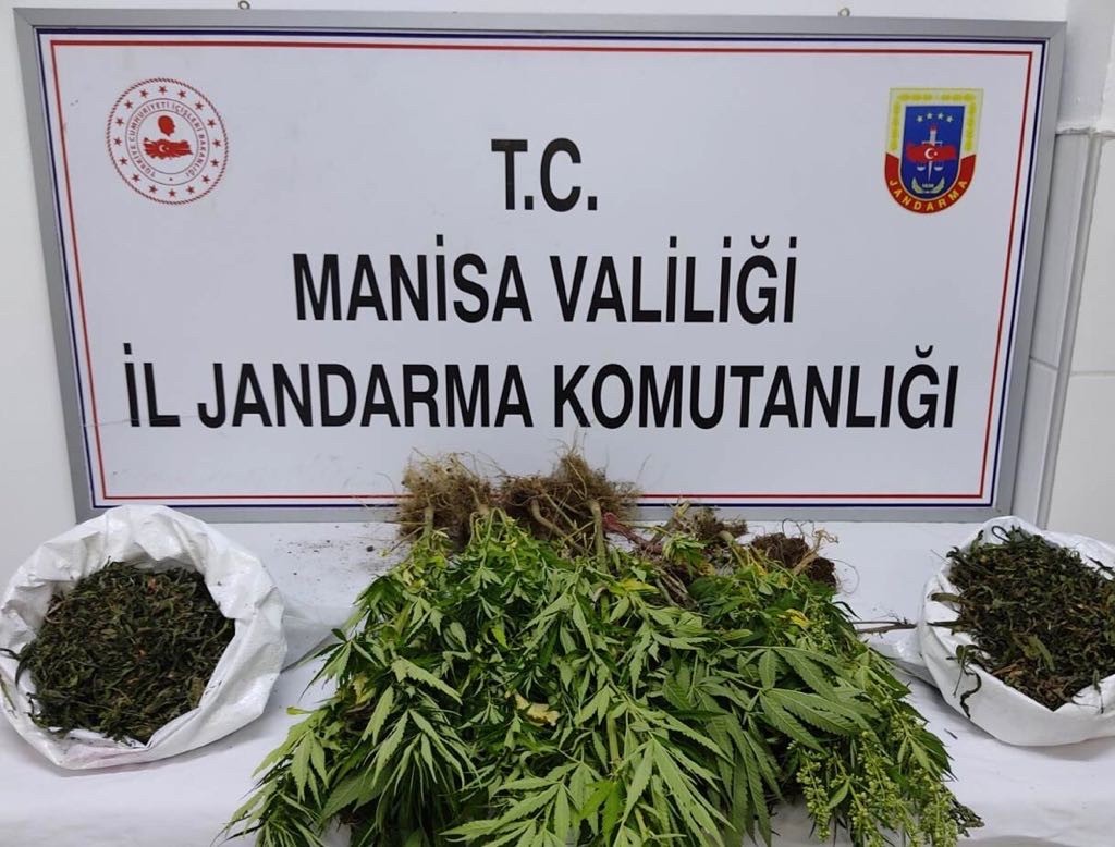 Manisa’da kenevir ve kubar esrar operasyonu