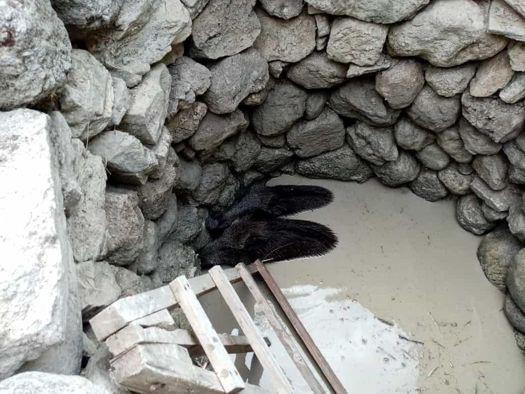 Manisa’da kuyuya düşen yaban domuzları kurtarıldı