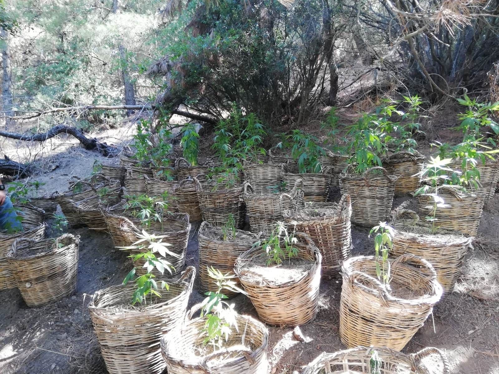 Manisa’da sepet sepet kenevir