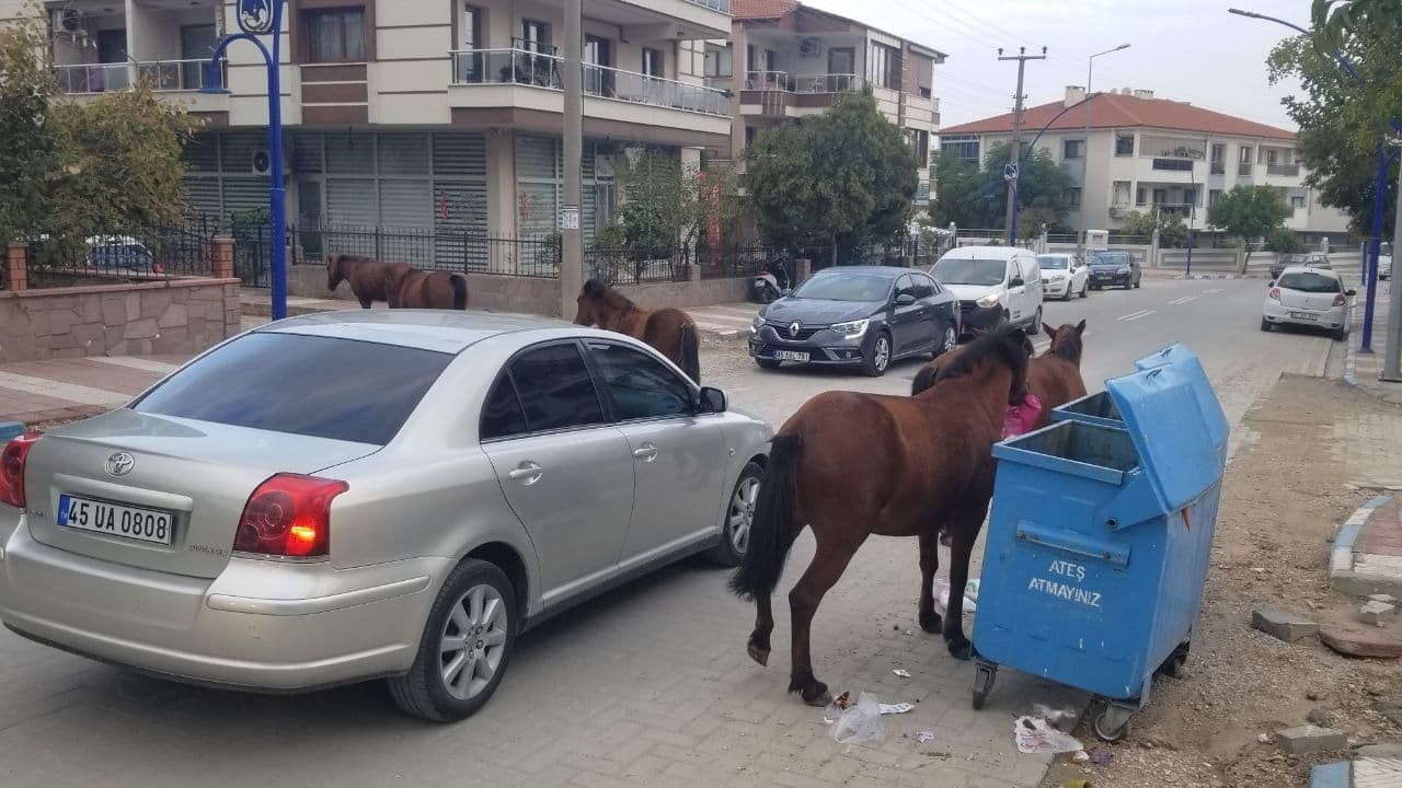 Manisa’da sokak hayvanlarına yılkı atları da eklendi
