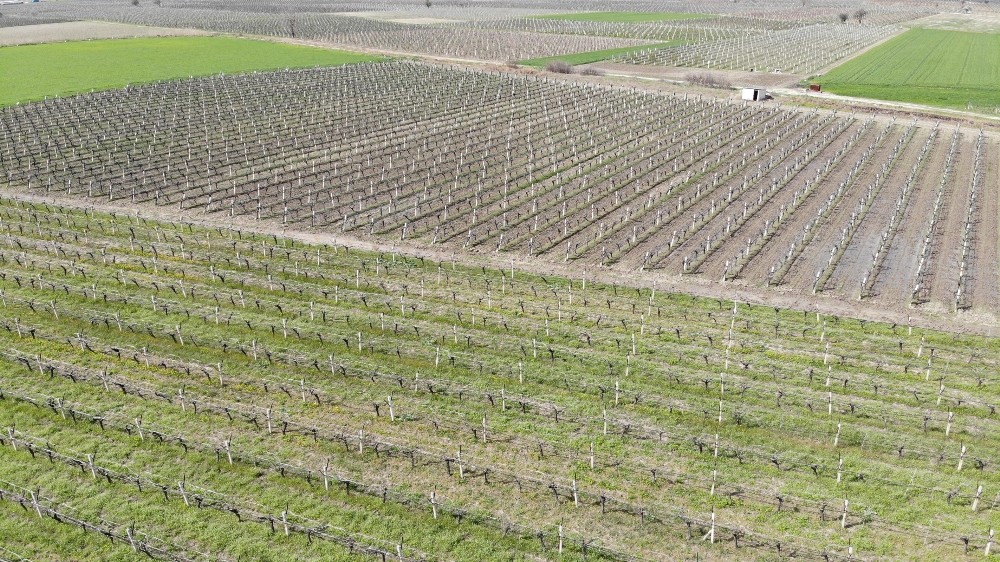 Manisa’da üzüm bağlarını don vurdu