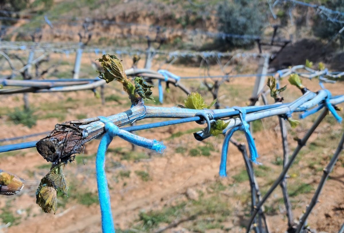Manisa’da zirai don tehlikesi devam ediyor