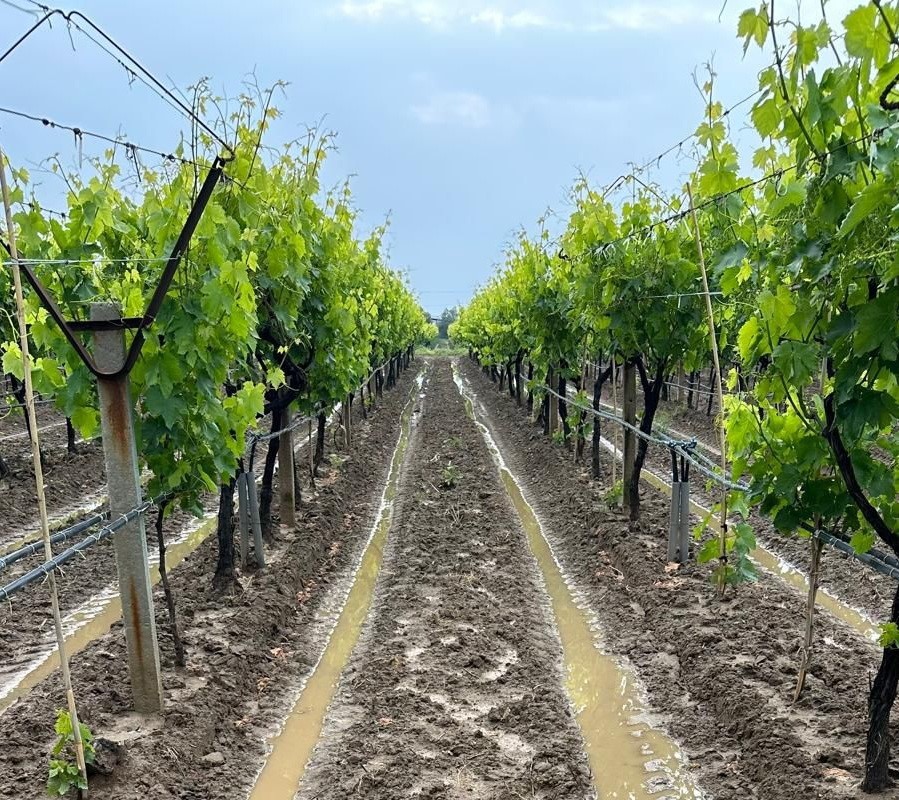 Manisalı bağcılara külleme ve mildiyö hastalığı uyarısı