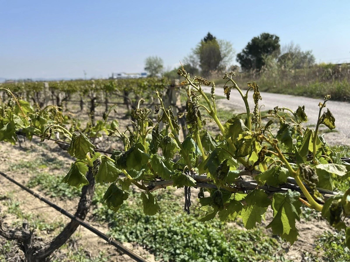 Manisa’nın 10 ilçesini don vurdu