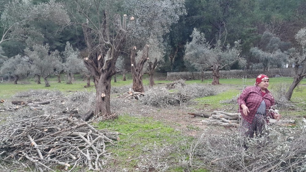 Marmaris Belediyesi tarımsal faaliyetlerine devam ediyor