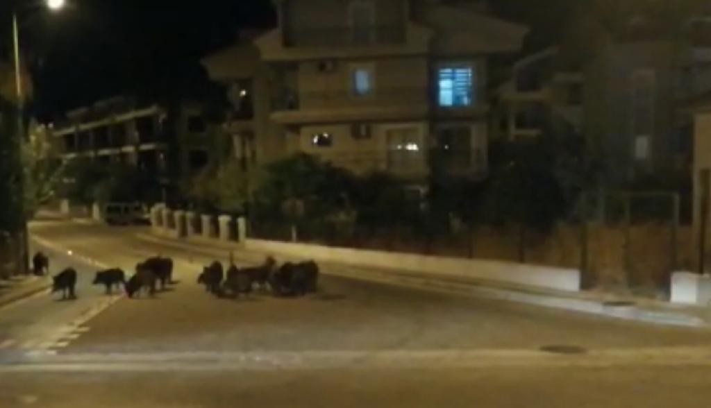 Marmaris’te domuzlar şehre indi