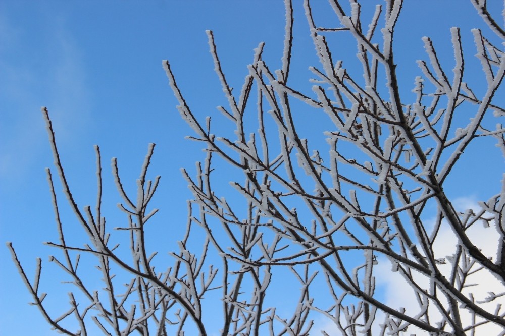 Meteoroloji’den Aydın’a ’zirai don’ uyarısı