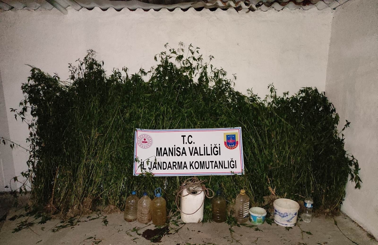 Mısır tarlasında bin 205 kök kenevir ele geçirildi