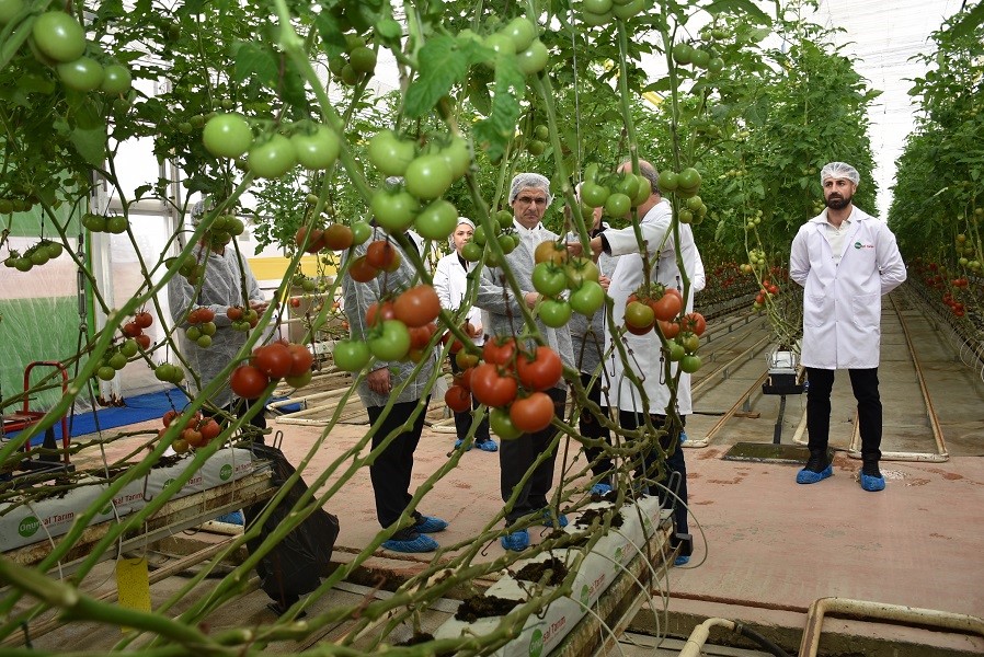 Modern sera yatırımları Salihli’de tarımı güçlendiriyor