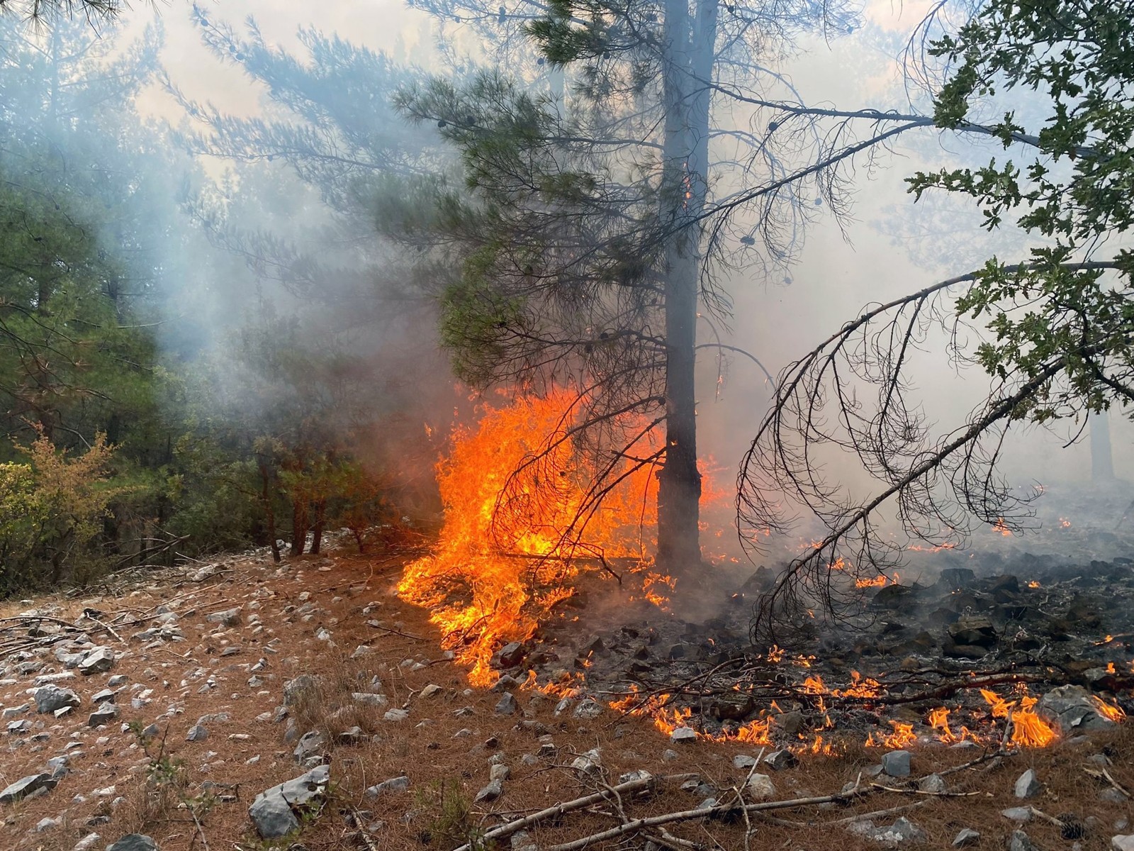 Muğla’da 3 günde 37 yıldırım yangını