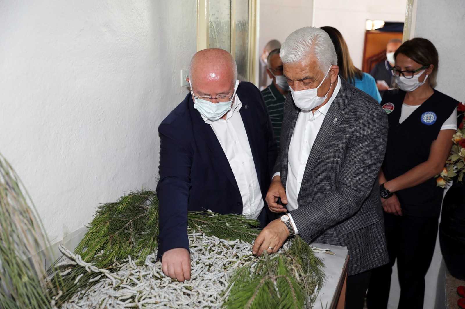 Muğla’da İpekböcekçiliği gelişiyor