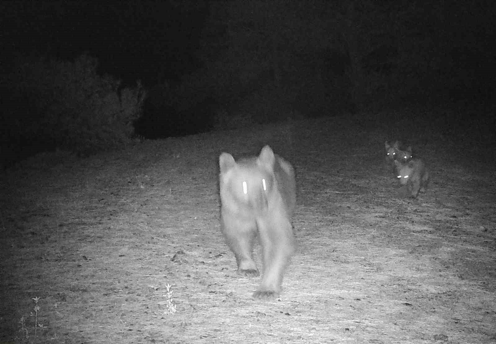 Muğla’da boz ayı, yavrularıyla görüntülendi
