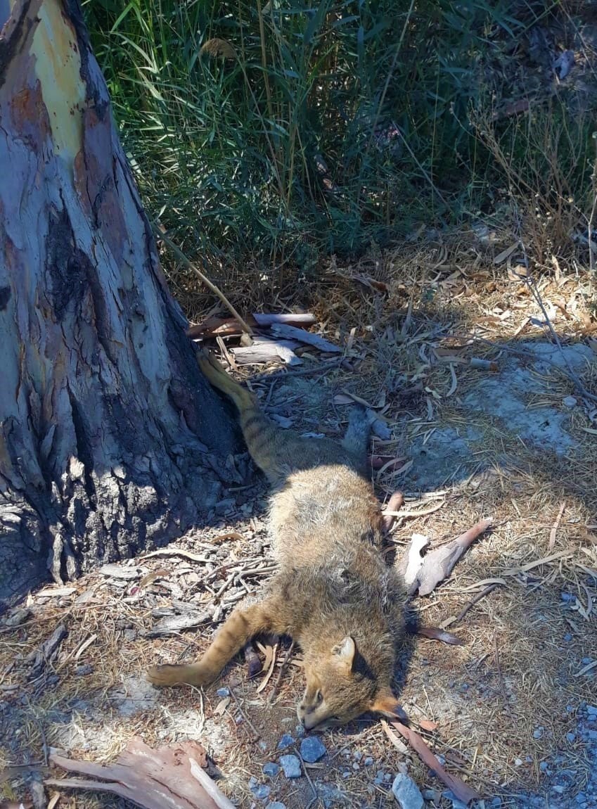 Nesli tehlike altında olan ’Saz Kedisi’ ölü olarak bulundu