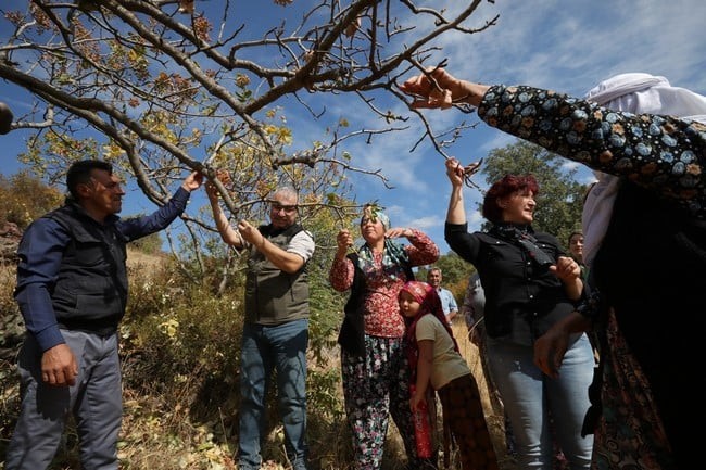 Orman Bölge Müdürü Selendi’de Antep fıstığı hasadına katıldı