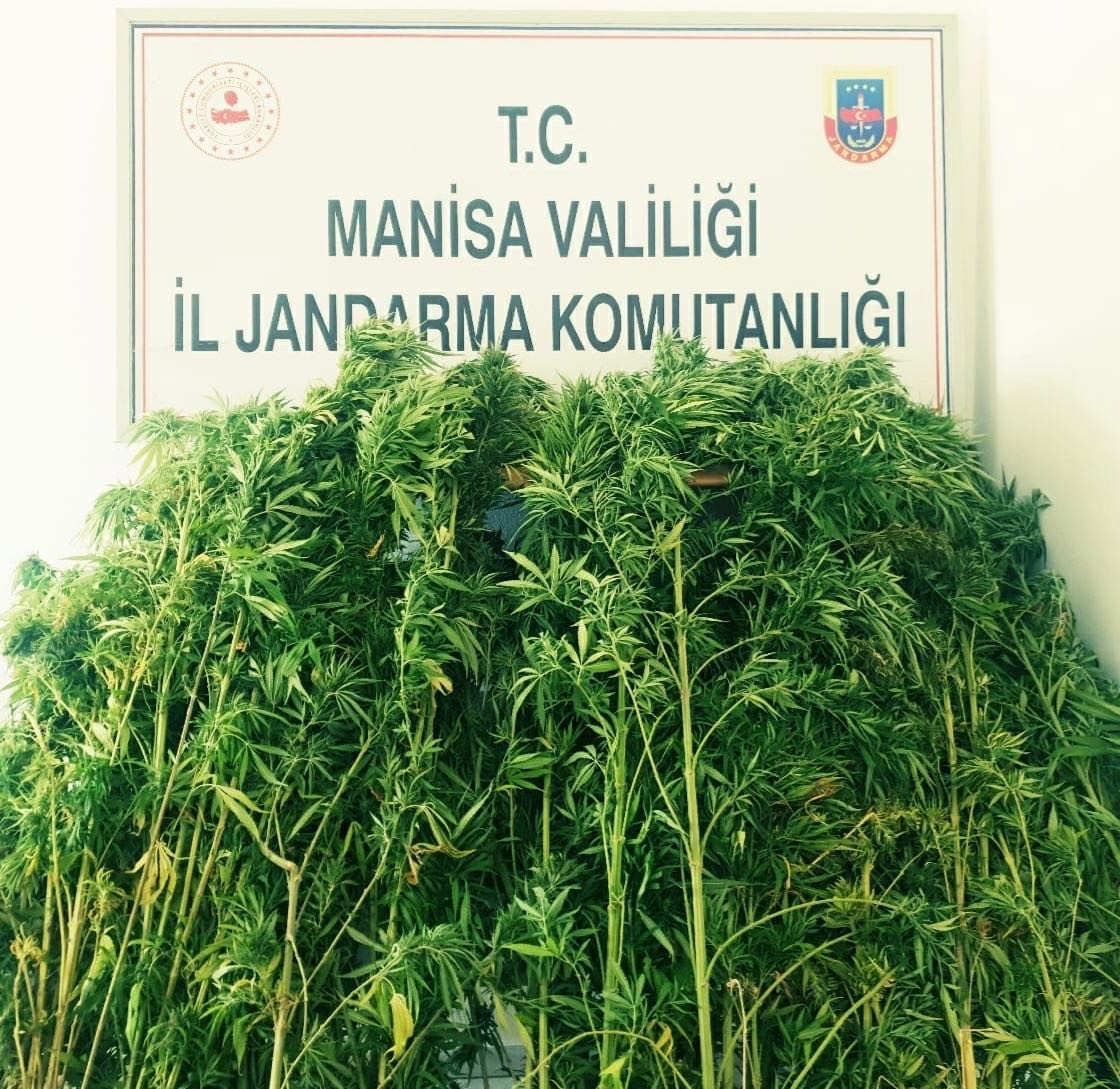 Ormanlık alana ekilen kenevirler drone ile tespit edildi