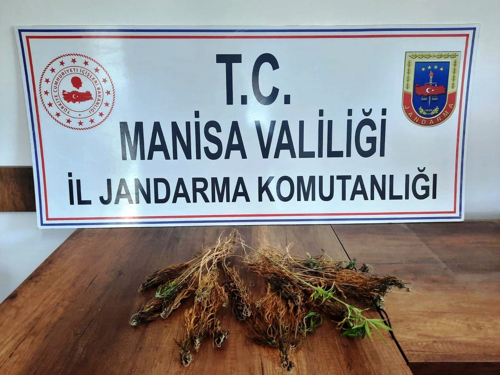 Ormanlık alanda 51 kök kenevir bulundu