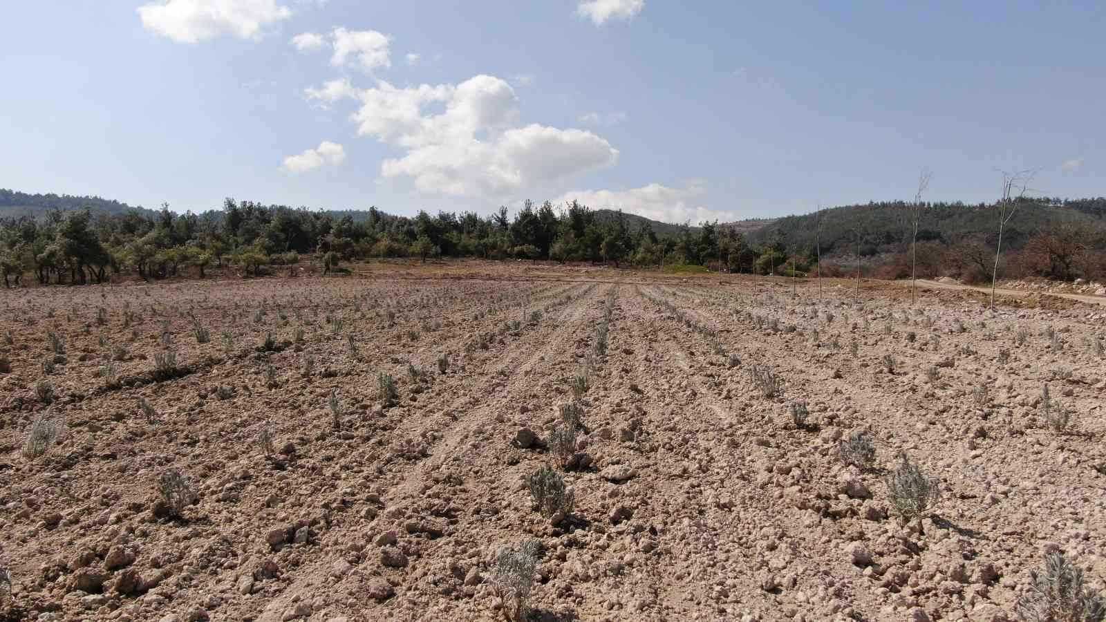 Ortaköy Mesire Alanına lavanta dikildi