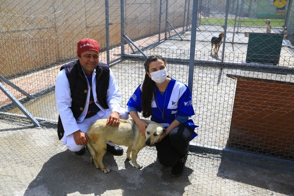 ‘Öznur’ köpek hayata tutundu
