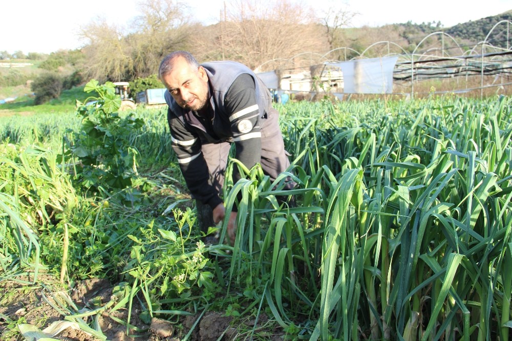 Pırasa bu yıl üreticisine tat vermedi