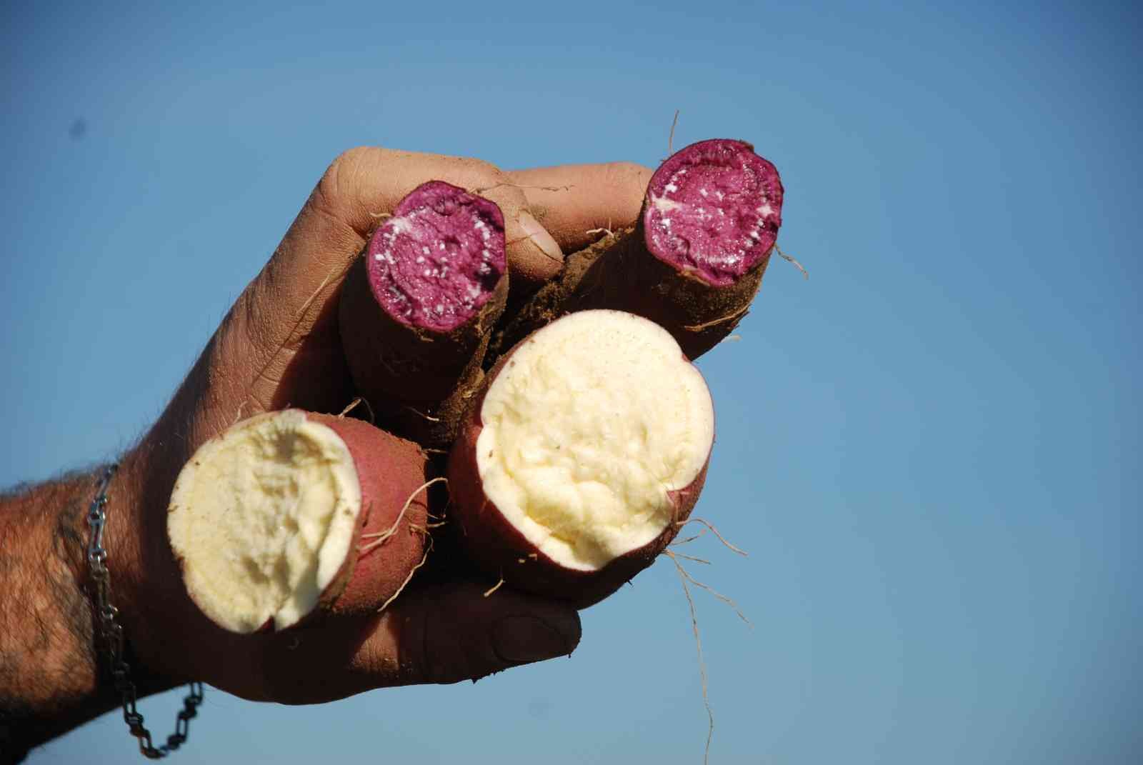 Renk renk ‘tatlı patates’te hasat zamanı