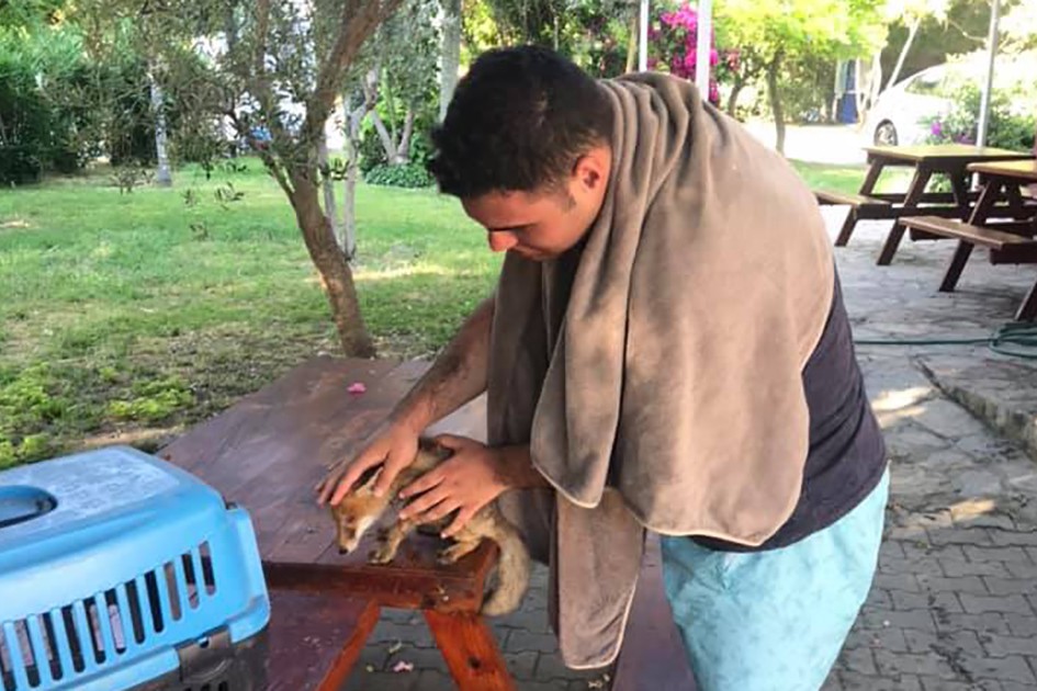 Sahilde bulunan yavru tilki tedavi altına alındı