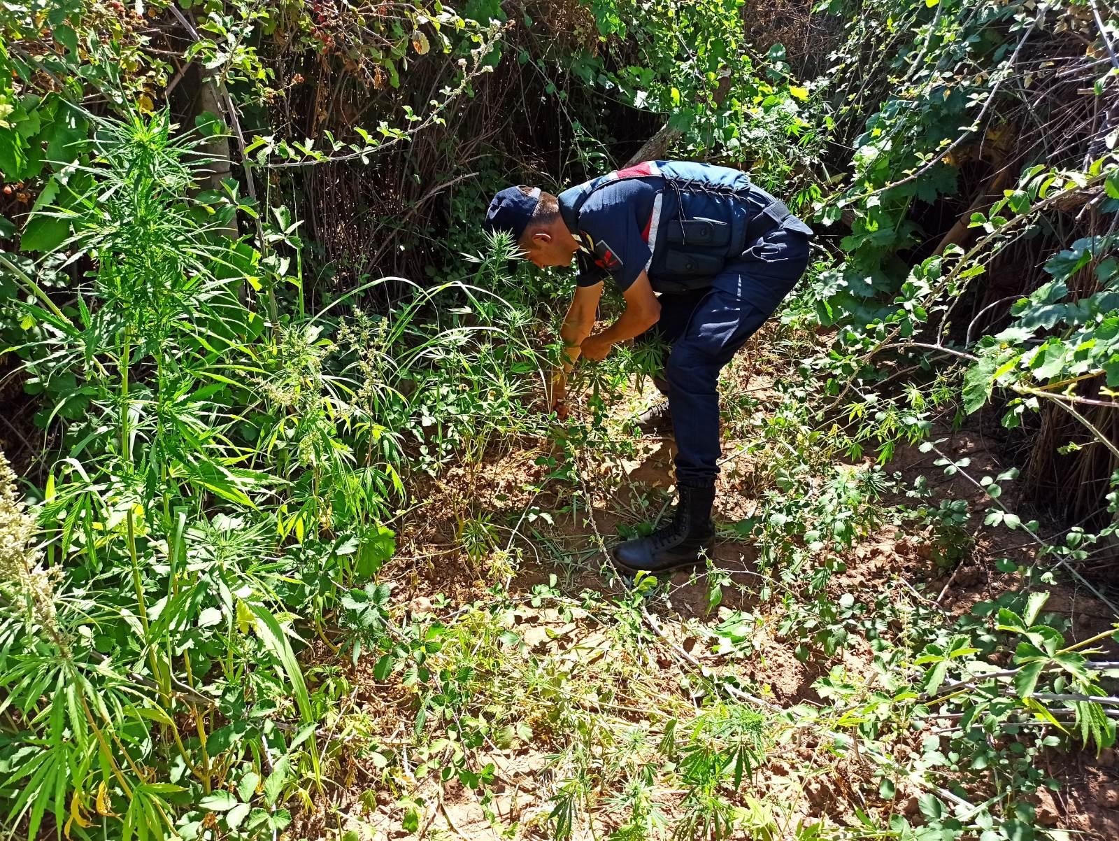 Salihli’de 360 kök kenevir ele geçirildi