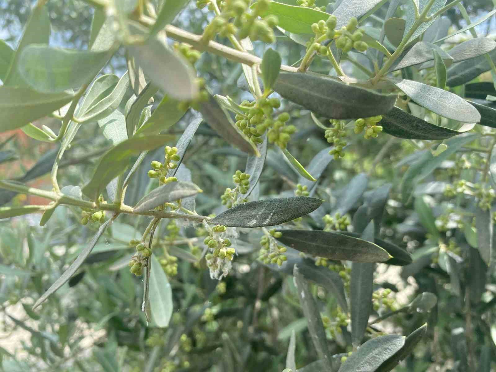 Salihli’de halkalı leke uyarısı
