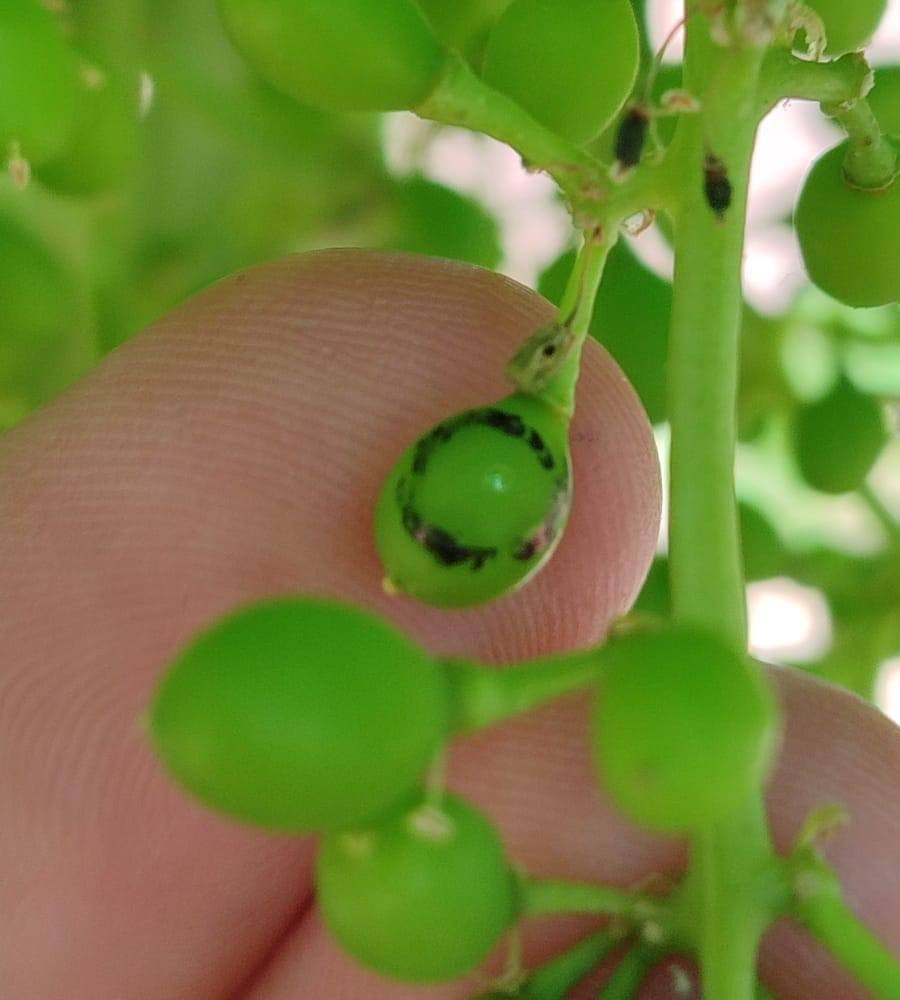 Salihli’de üzüm üreticilerine ‘Salkım Güvesi’ uyarısı