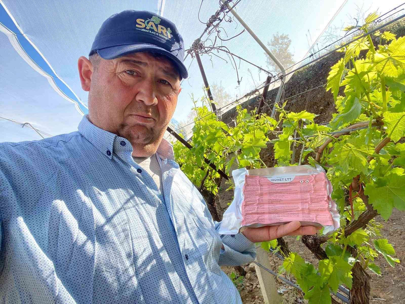 Sarıgöl Ovası’nda üzüm bağlarında ‘Fenomen Tel’ seferberliği