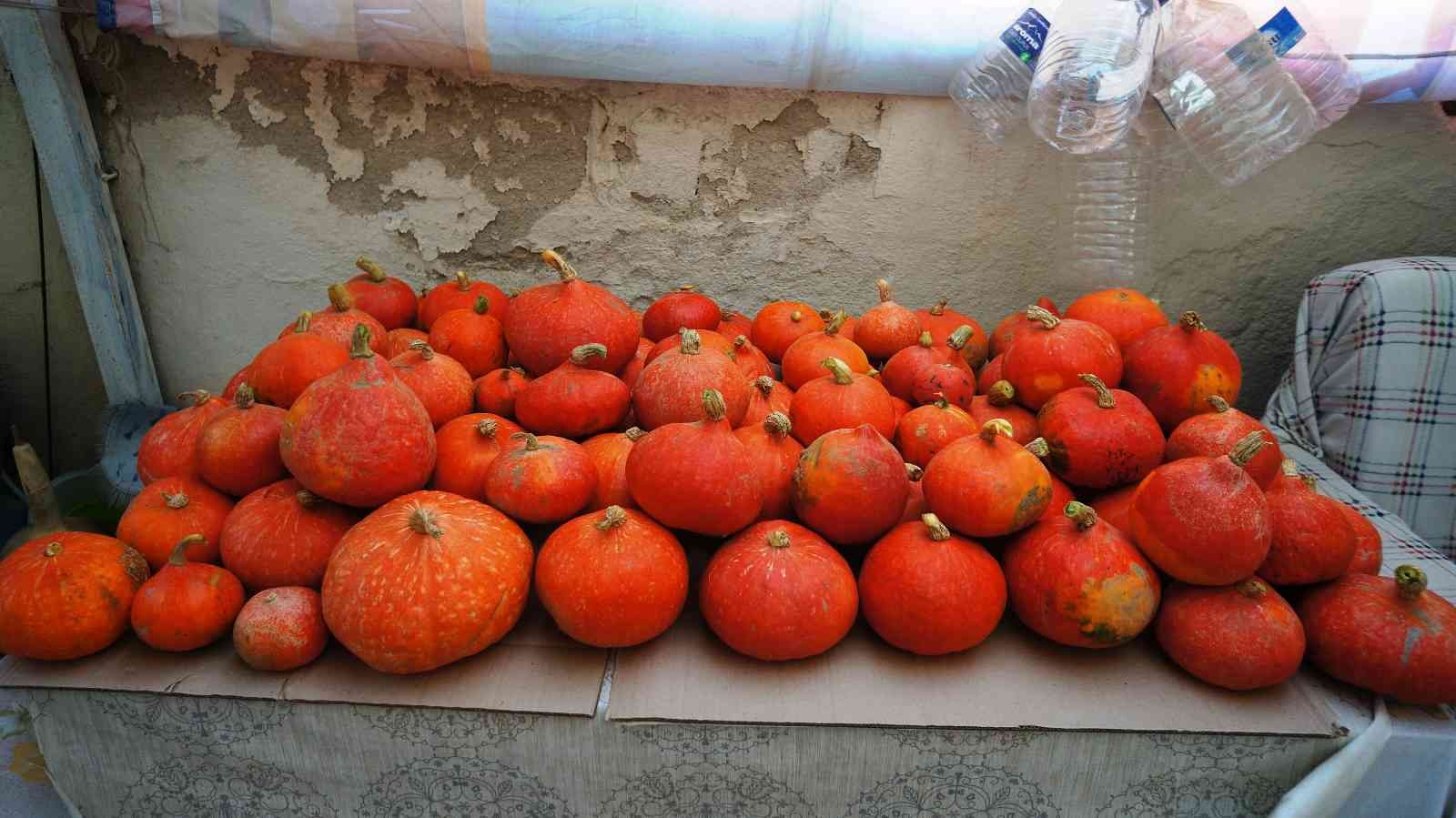 Sarıgöl’de ilk kez Japon kabağı yetiştirdi