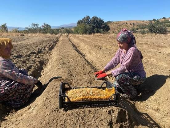 Sarıgöl’de salep tohumları toprakla buluştu