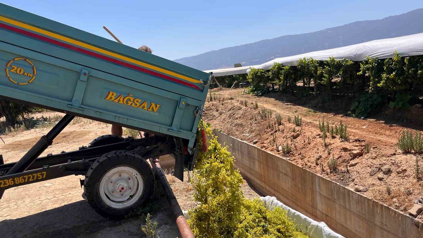 Sarıgöl’de şaraplık üzüm alımları başladı