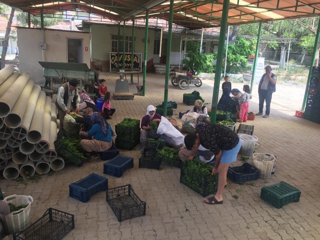 Sarıgöl’de taze yaprak sezonu başladı
