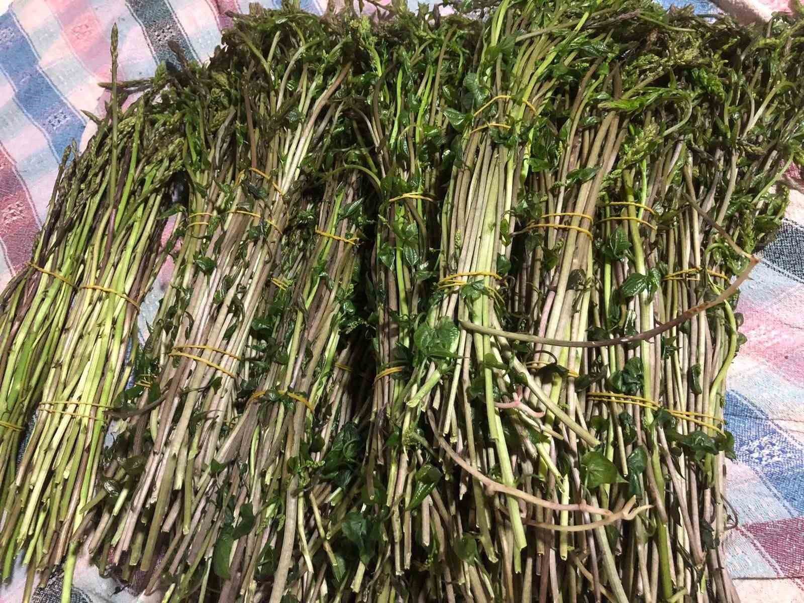 Sarıgöl’de yaban otları paraya dönüştü