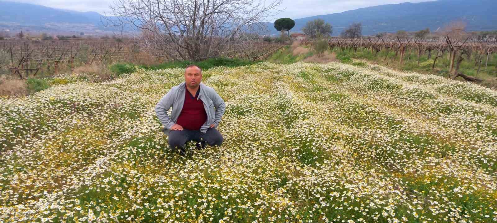 Sarıgöl’e bahar geldi, her yer çiçek açtı