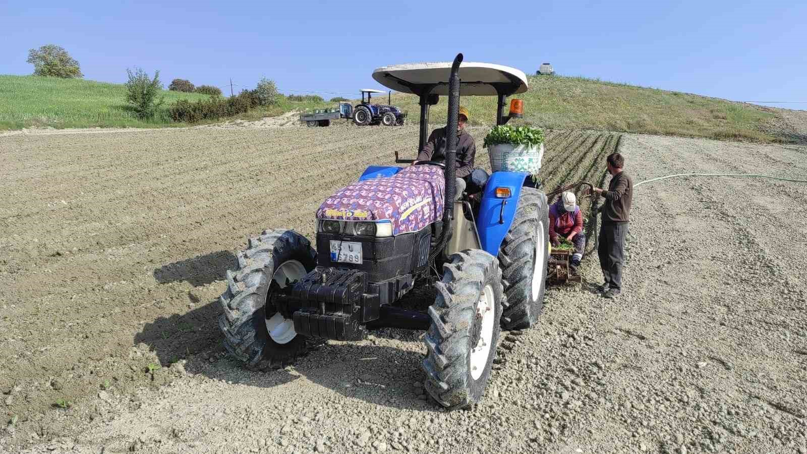 Selendi’de tütün dikimleri başladı