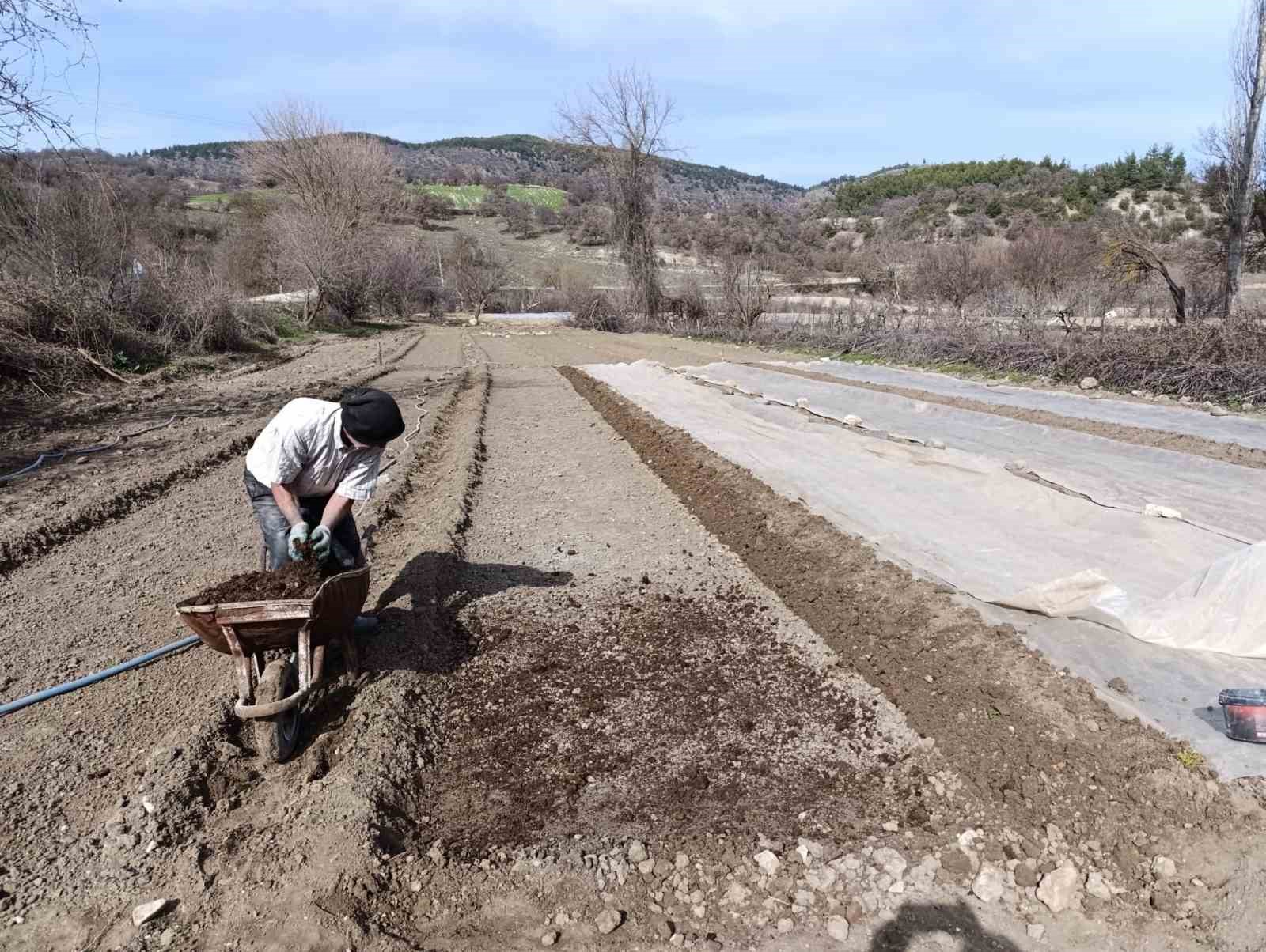 Selendi’de tütün üreticisinin zorlu mesaisi başladı