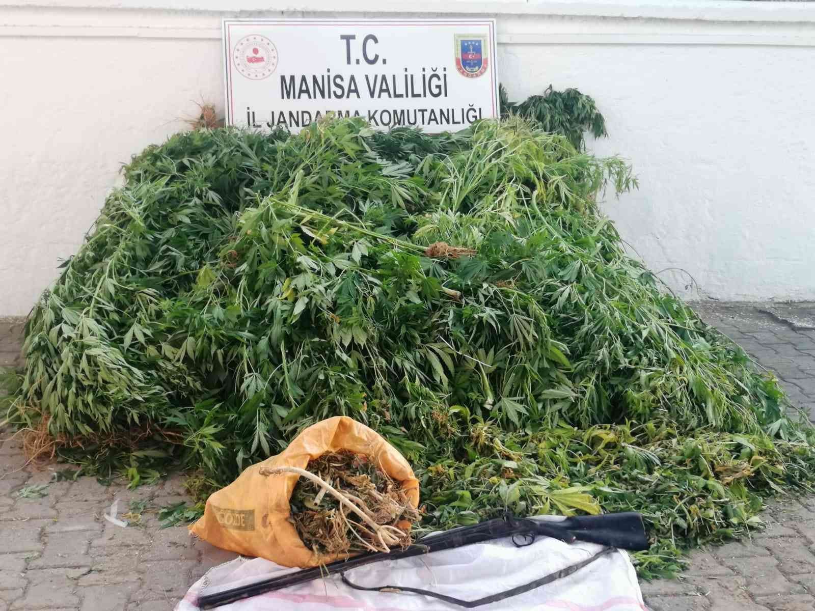 Serada yetiştirilen kenevirlere el konuldu