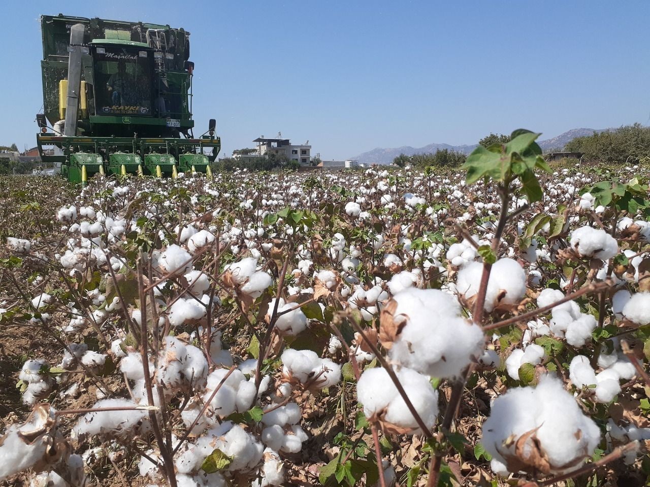 Söke’de 1 ayda 5 bin ton pamuk ihraç edildi