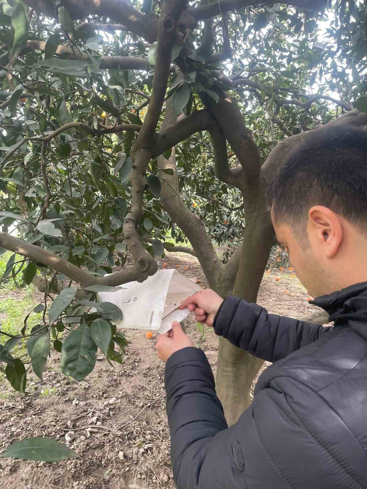 Söke’de zararlı sinek tuzakları kontrol edildi