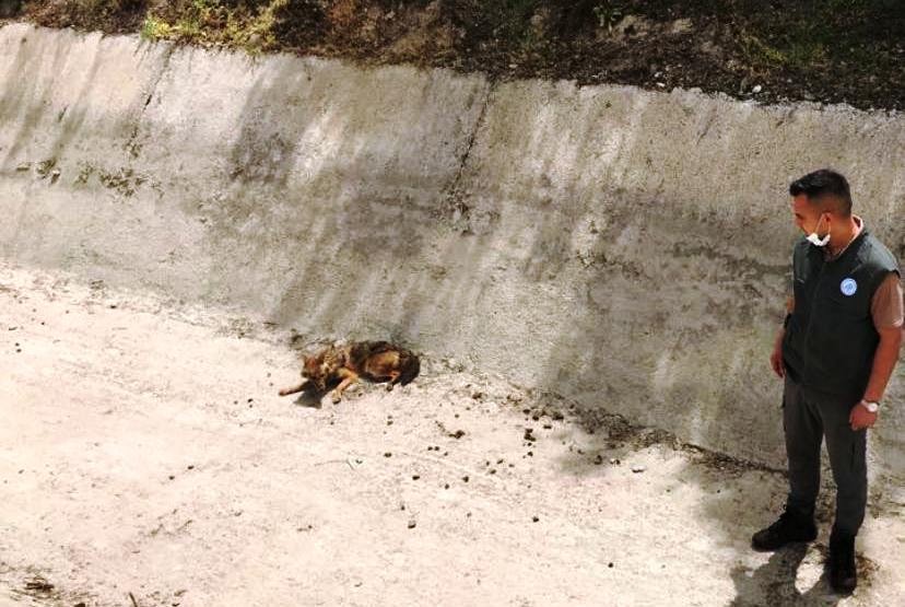 Sulama kanalında, yaralı halde bulunan Çakal, kurtarılamadı