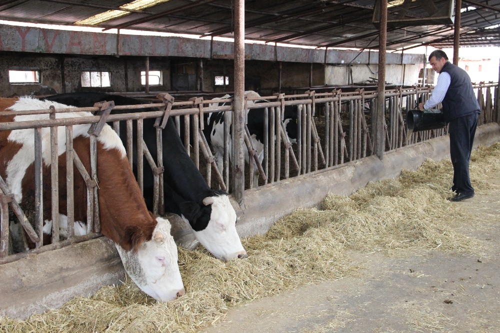 Sütün kaymağını zincir marketler ve aracılar yiyor