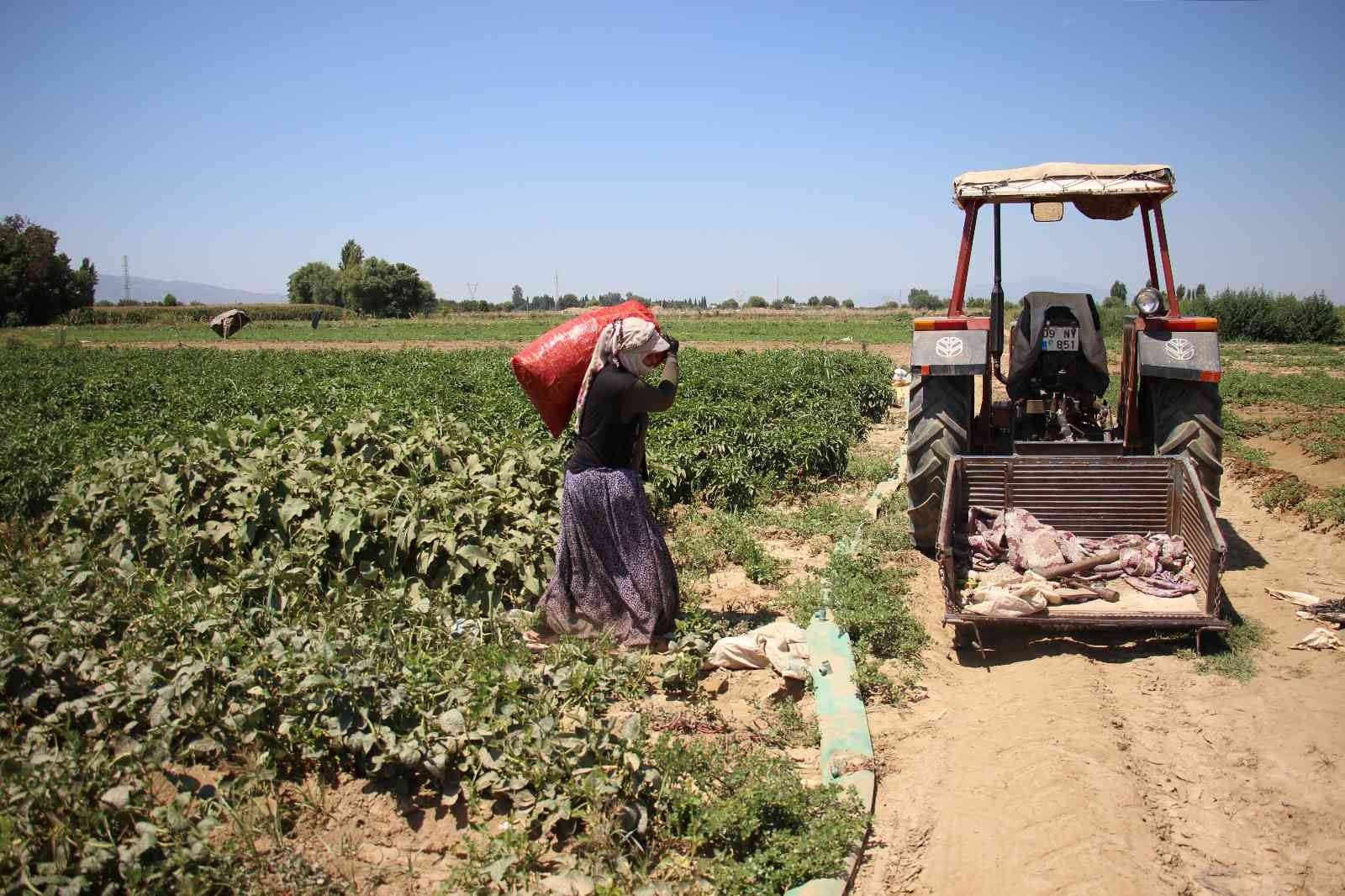 Tarlada çalışan işçi kadınlardan hemcinslerine sitem