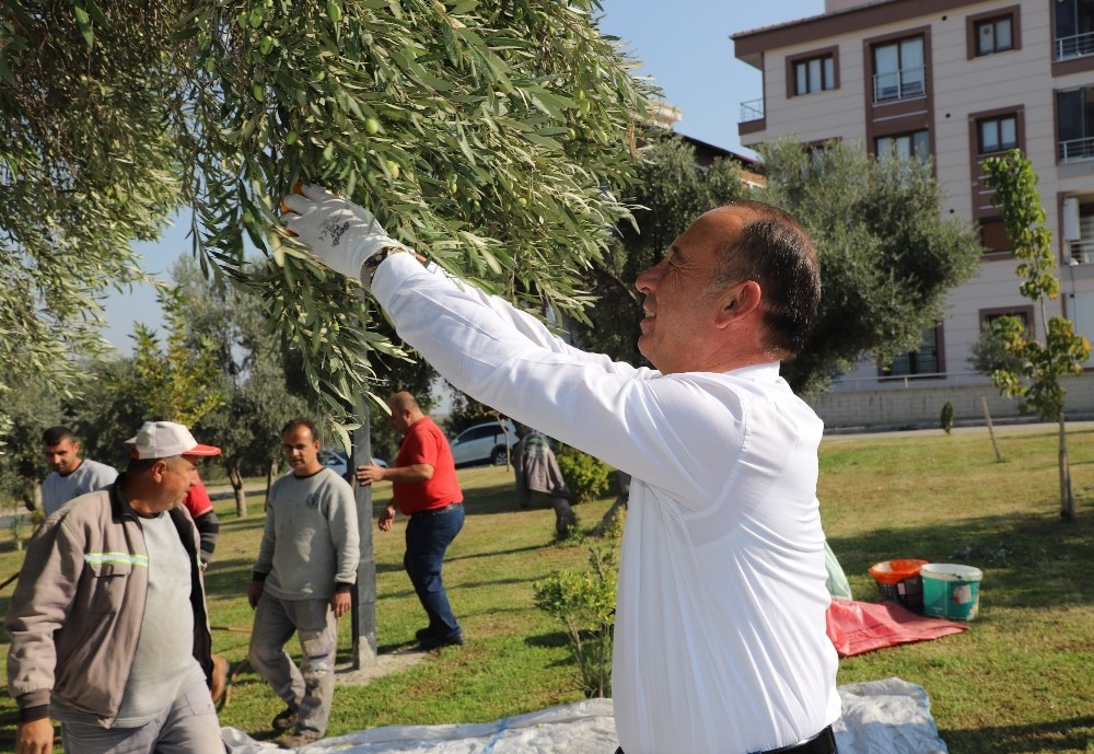 Turgutlu Belediyesi bin 442 kilogram zeytin yağı elde etti