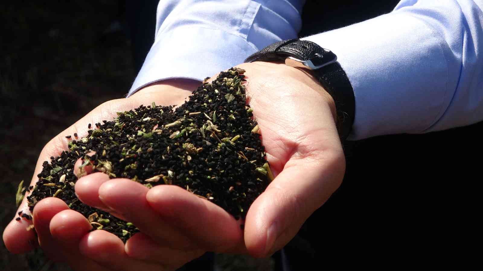 Türkiye çörek otu üretiminin yüzde 32’si Uşak’tan sağlanıyor