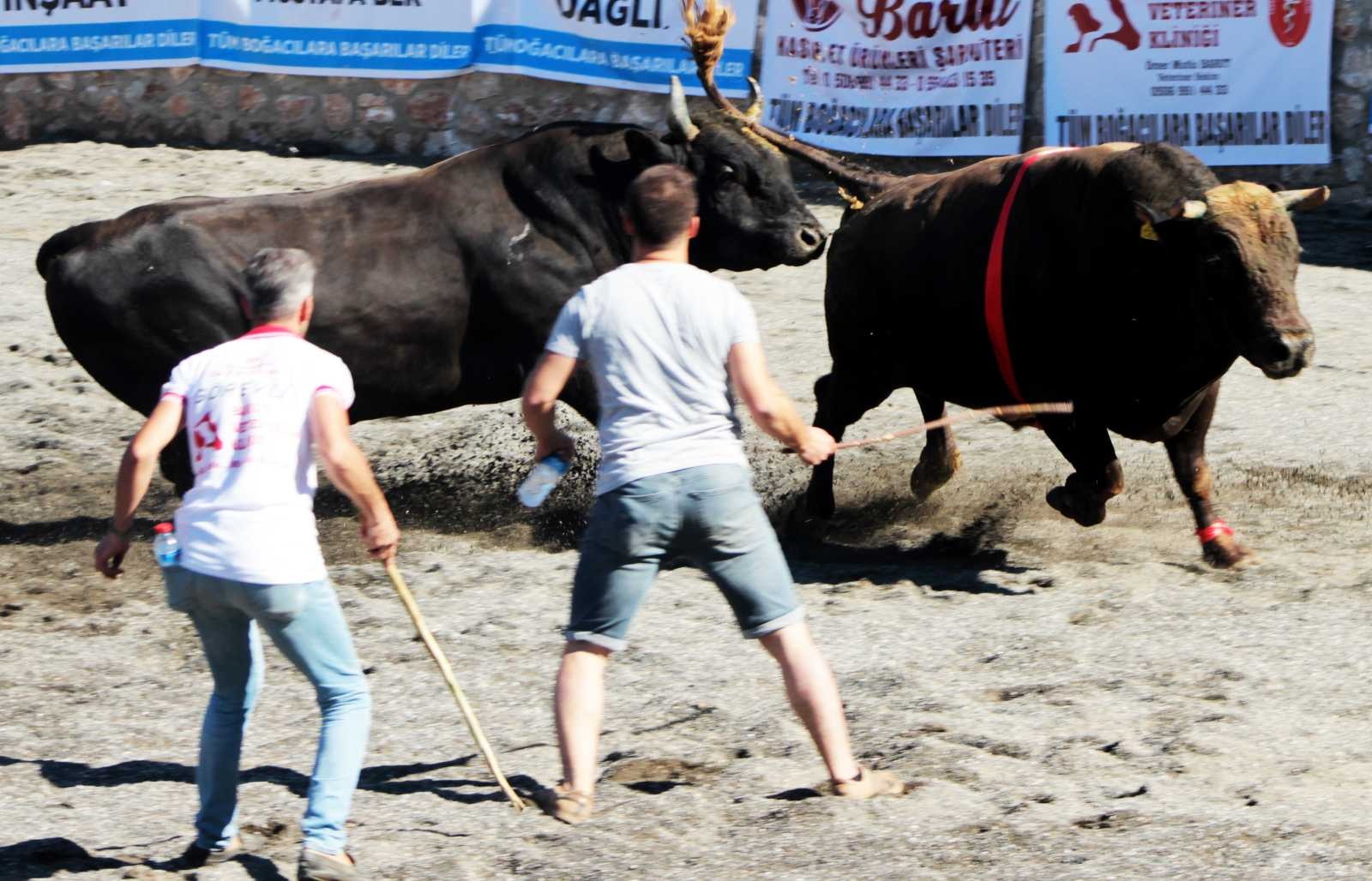 Ula arenasında ilk boğa güreşi