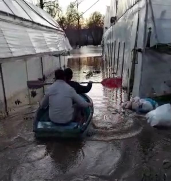 Üreticiler, sular altında kalan seraları için kürek çekti