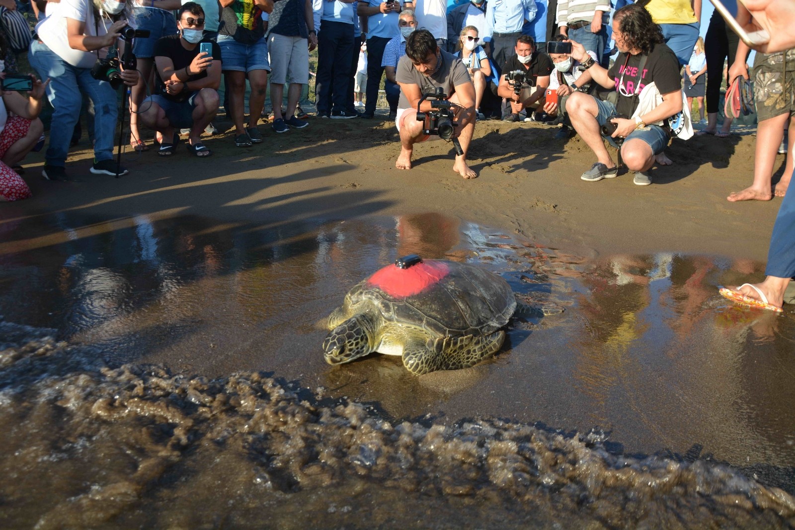 Uydudan izlenen yeşil deniz kaplumbağası 3 günde 30 kilometre yol aldı