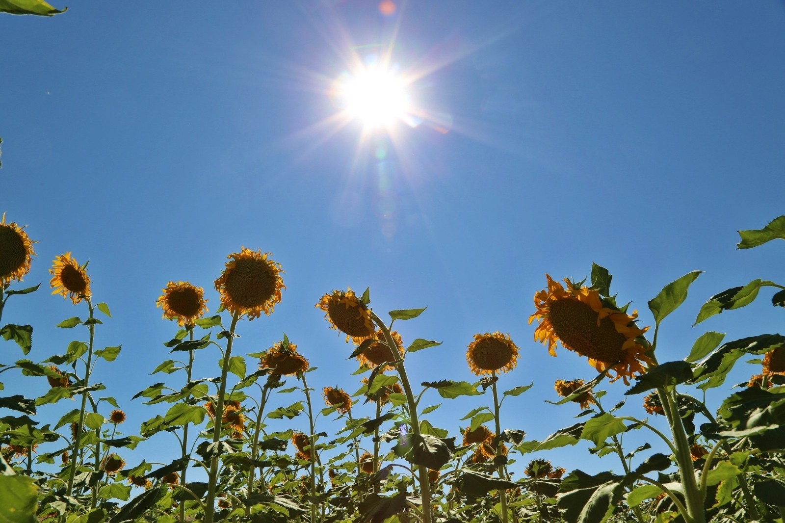 Uzman Dr. Kunt’tan ‘Güneş çarpması’ uyarısı